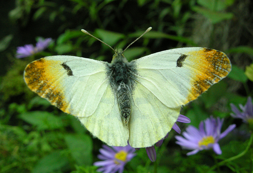 Provence Orange-tip