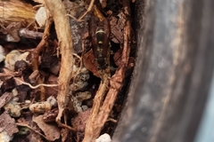 Mischocyttarus mexicanus