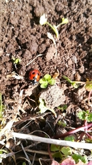 Coccinella septempunctata