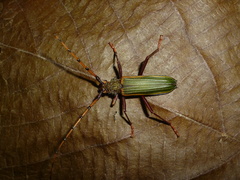 Chlorida costata