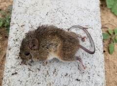 Reithrodontomys humulis