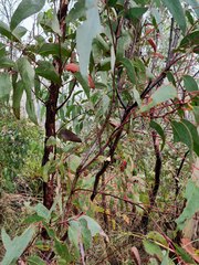 Eucalyptus sieberi