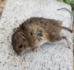 Reithrodontomys humulis