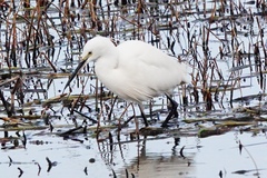 Egretta garzetta
