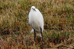 Egretta garzetta
