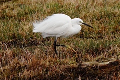 Egretta garzetta