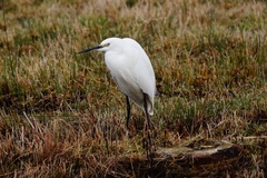 Egretta garzetta