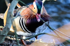 Aix galericulata