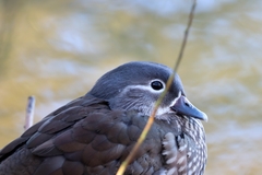 Aix galericulata