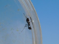 Messor ebeninus