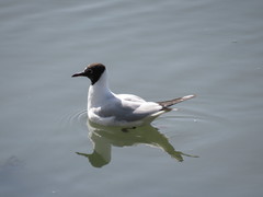 Chroicocephalus ridibundus