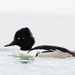 Common Goldeneye × Hooded Merganser - Photo (c) brian stahls, some rights reserved (CC BY-NC), uploaded by brian stahls