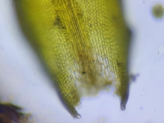 Grimmia tergestina