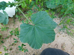 Malva multiflora