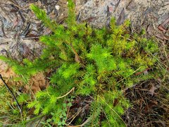 Persoonia chamaepitys