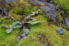 Asplenium platyneuron