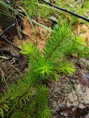 Persoonia chamaepitys