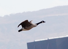 Branta canadensis