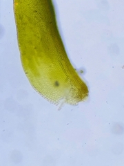 Grimmia tergestina
