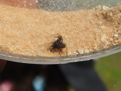 Thomisidae