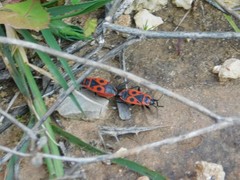 Pyrrhocoris apterus