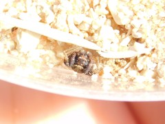 Thomisidae