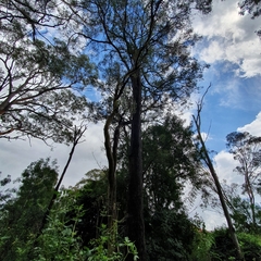 Eucalyptus longifolia