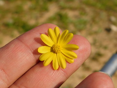 Senecio vernalis