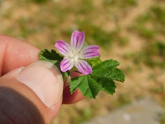 Malva multiflora