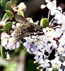 Conophorus fenestratus