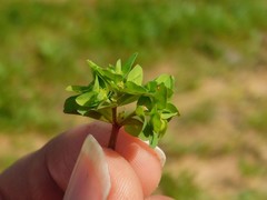 Euphorbia peplus
