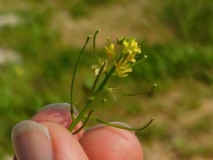 Sisymbrium erysimoides