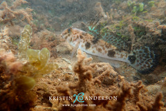 Yongeichthys nebulosus