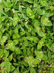 Richardia humistrata