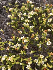 Diosma guthriei