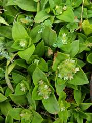 Richardia humistrata