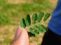 Astragalus hamosus