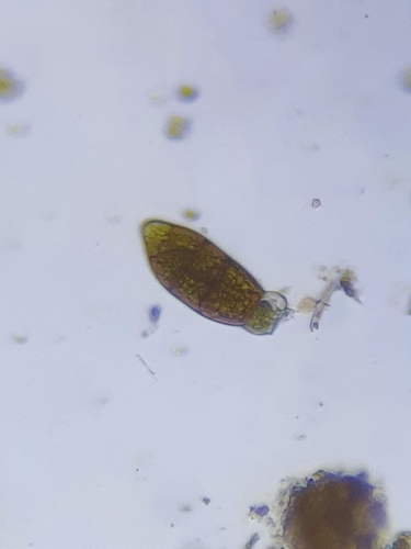 Image of Zygodon viridissimus by no rights reserved