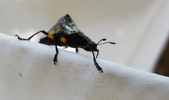Cypherotylus borgmeieri