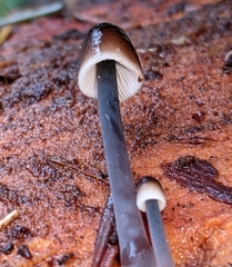 Mycena silvae-nigrae