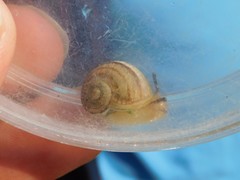 Cornu aspersum