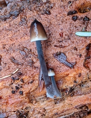 Mycena silvae-nigrae