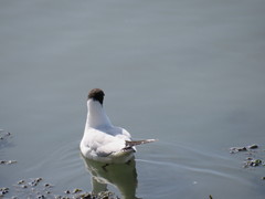 Chroicocephalus ridibundus