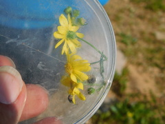 Senecio vernalis