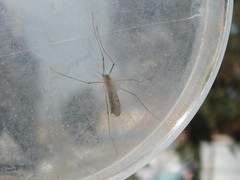Limoniinae