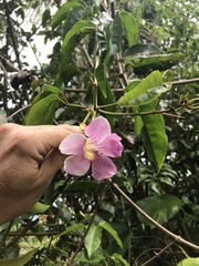 Bignonia aequinoctialis