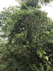 Bignonia aequinoctialis
