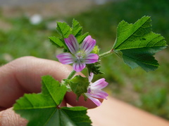 Malva multiflora