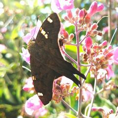Ectomis octomaculata