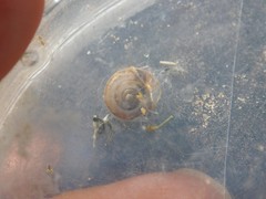 Monacha syriaca